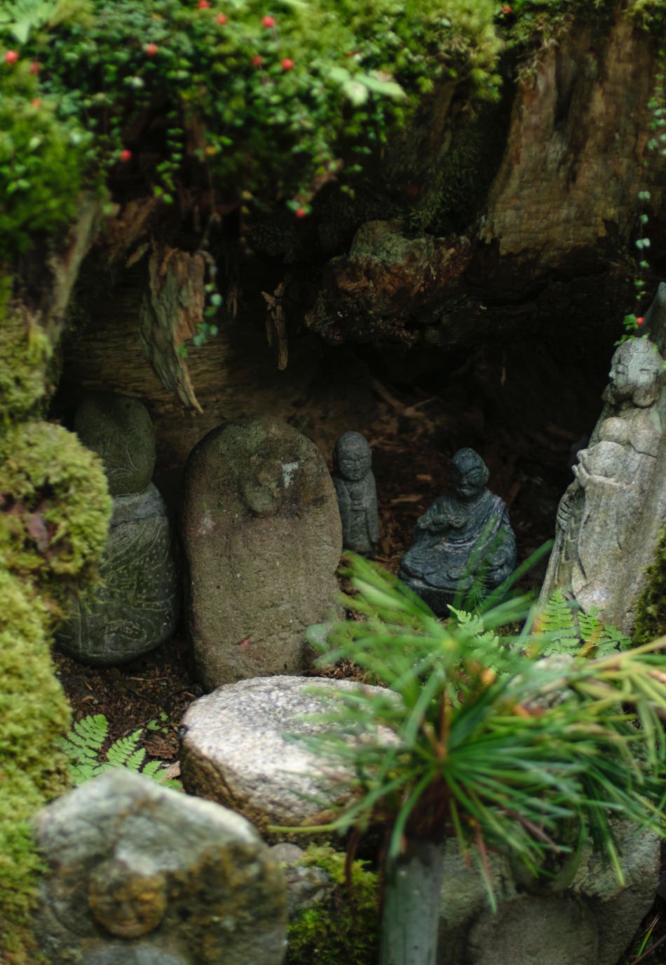 高野山の森林